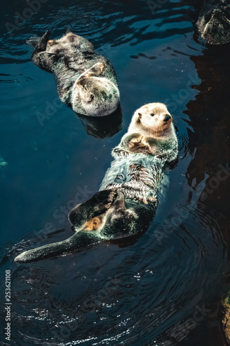 Two sea Otter floating