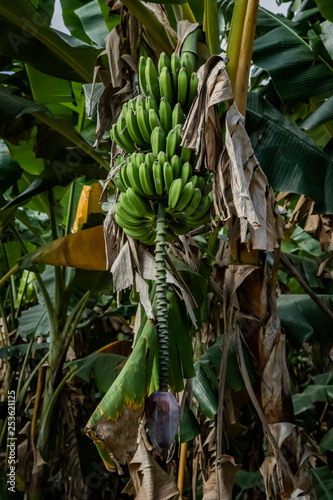 banana tree in Cuba