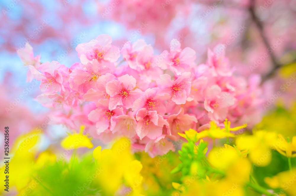 Beautiful Japan Sakura  flower