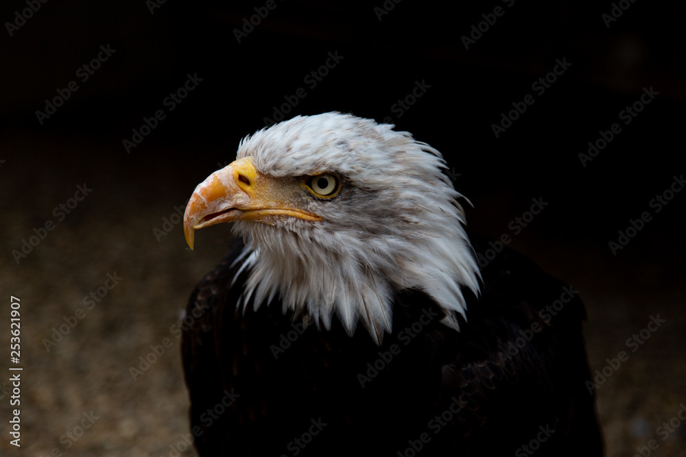 Fototapeta premium Bald Eagle