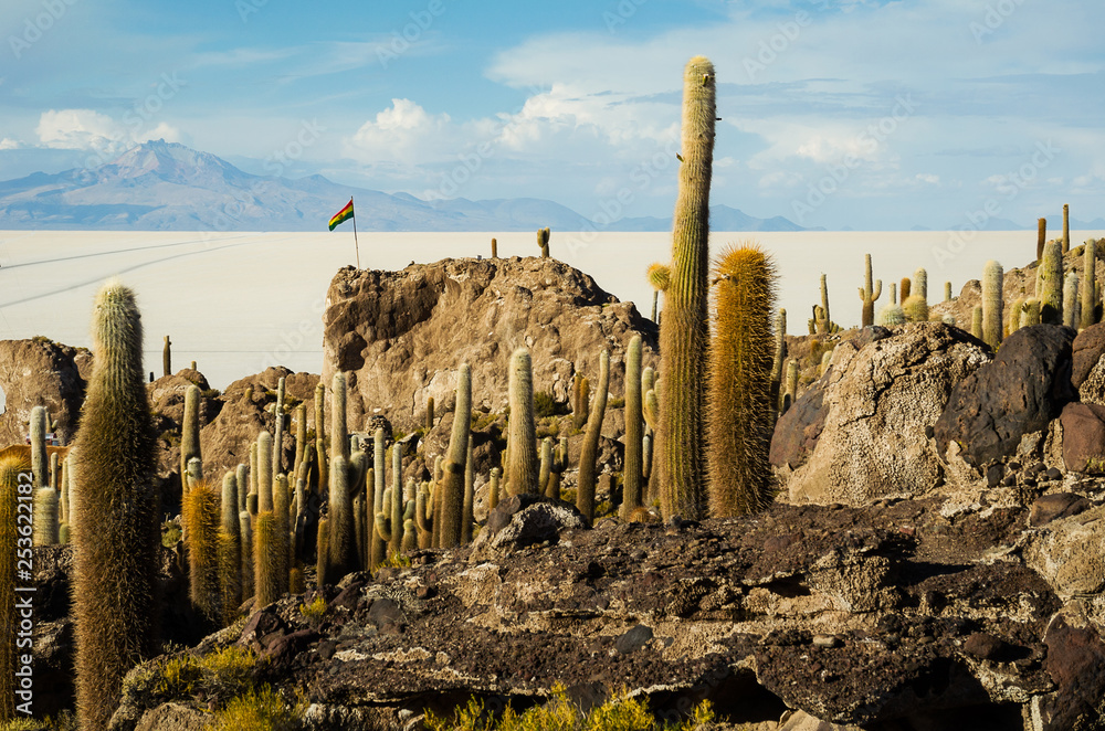 Cactus island in the Bolivian salt flat of Uyuni