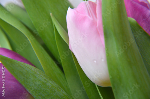 spring flowers banner - bunch of pink and violet tulip flowers on pink background
