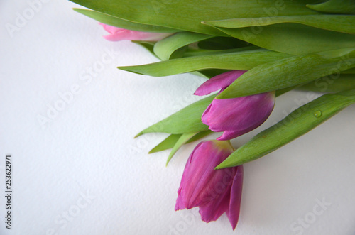 spring flowers banner - bunch of pink and violet tulip flowers on pink background