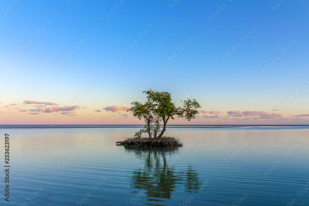 Isolated tree in the middle of the water