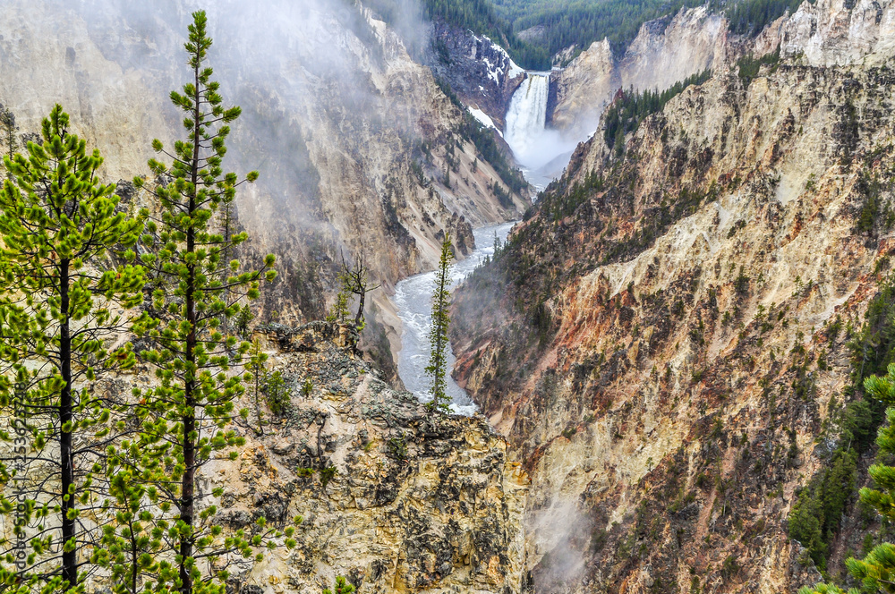 Pine Trees Along Yellowstone Canyon and Falls Pine Trees Along Yellowstone Canyon and Falls