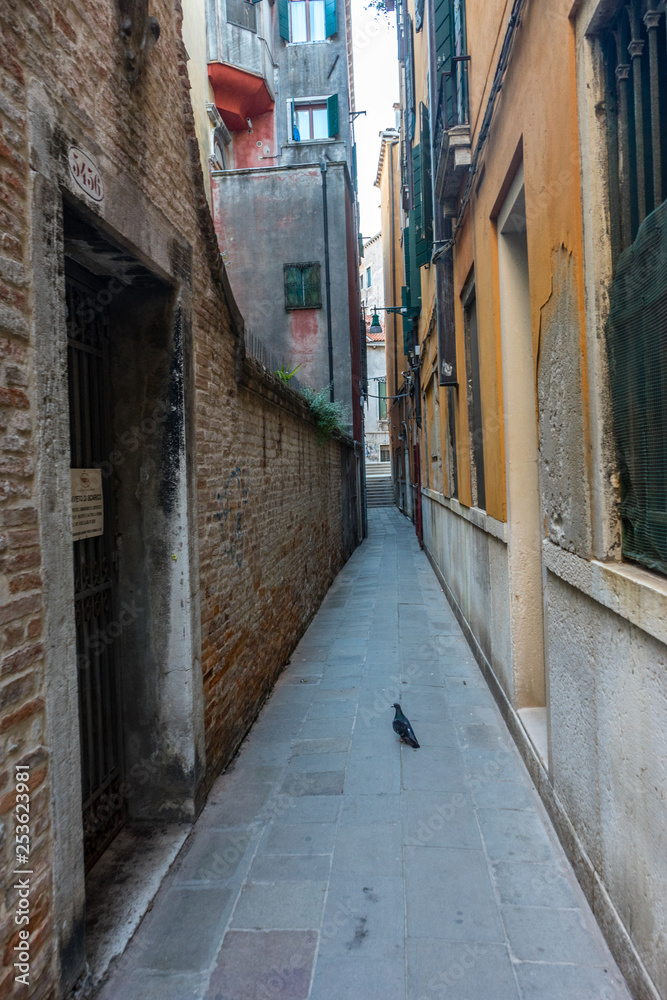 Italy, Venice, a cat walking on a sidewalk in front of a brick building