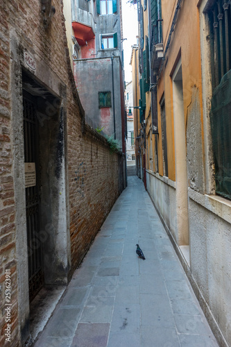 Italy, Venice, a cat walking on a sidewalk in front of a brick building © SkandaRamana