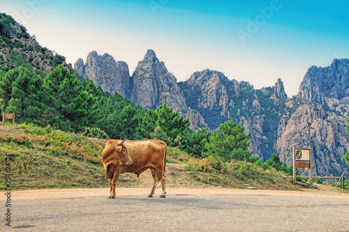 Bavella mountains in Corsica island, France