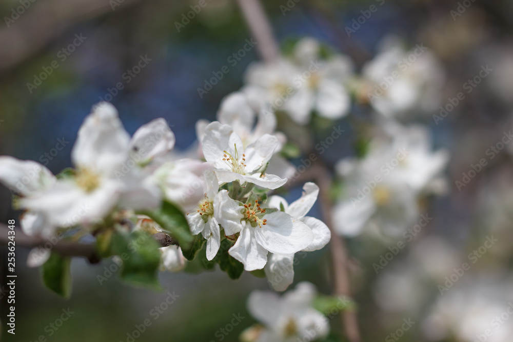 spring natural flowering of trees in warm sunny weather fresh spring flowers on trees apricot cherries apple trees 