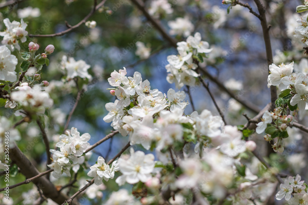 spring natural flowering of trees in warm sunny weather fresh spring flowers on trees apricot cherries apple trees spring natural flowering of trees in warm sunny weather fresh spring flowers on trees apricot cherries apple trees