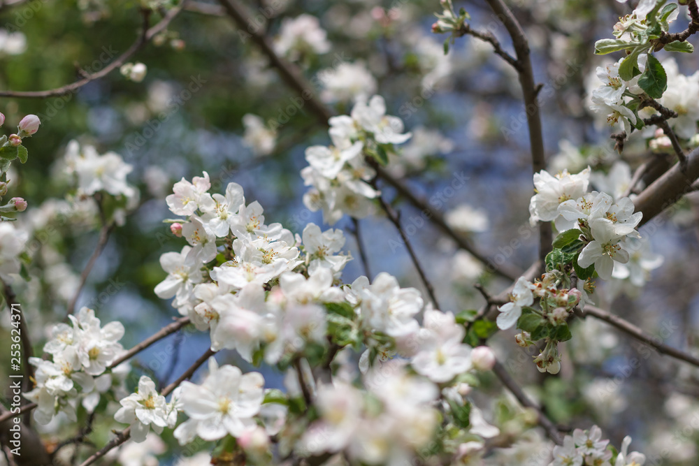 spring natural flowering of trees in warm sunny weather fresh spring flowers on trees apricot cherries apple trees 