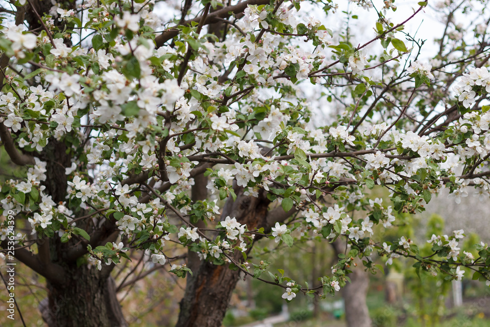 Fototapeta premium spring natural flowering of trees in warm sunny weather fresh spring flowers on trees apricot cherries apple trees 