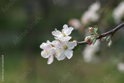 spring natural flowering of trees in warm sunny weather fresh spring flowers on trees apricot cherries apple trees 