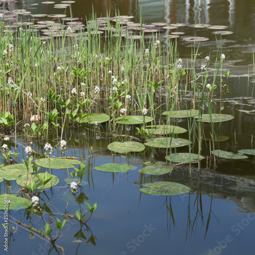 Seerosen / Wasserpflanzen im Teich