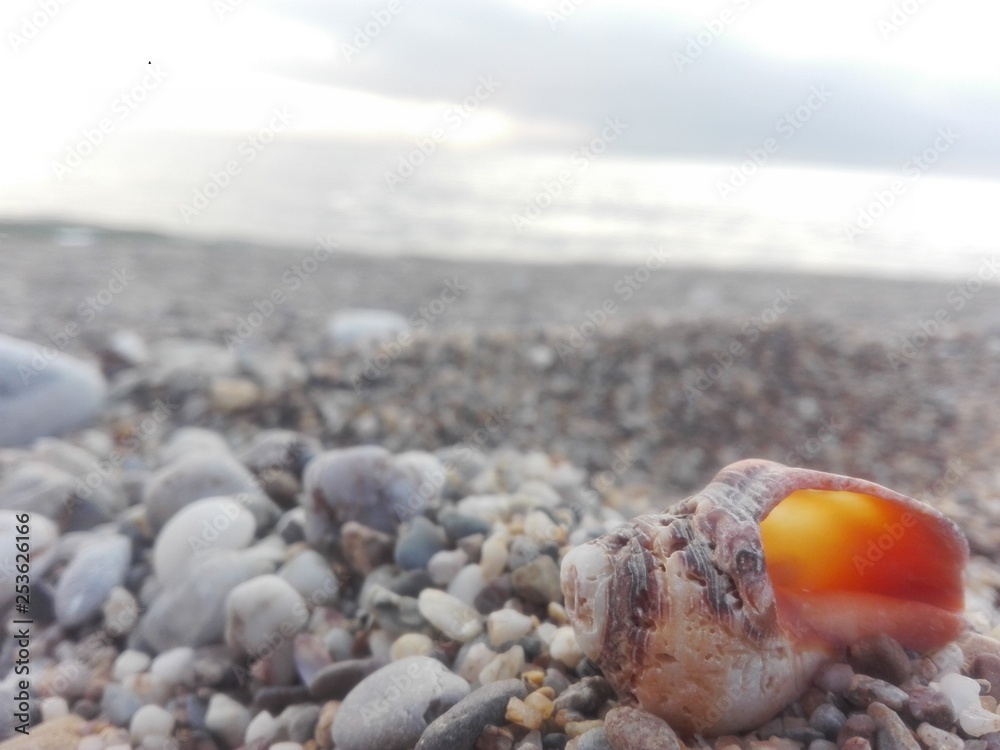 shell on the beach shell on the beach
