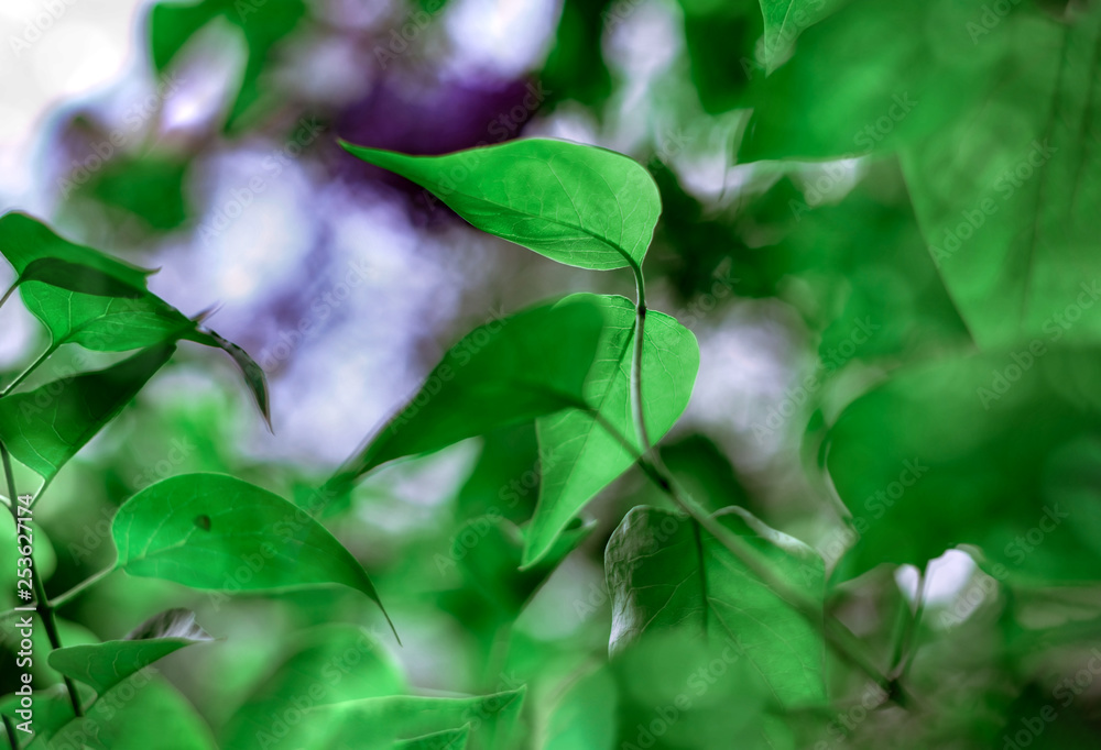 Wet green leaves of Syringa (lilac) bush in rain. Dark green leaves with water drops for background Wet green leaves of Syringa (lilac) bush in rain. Dark green leaves with water drops for background