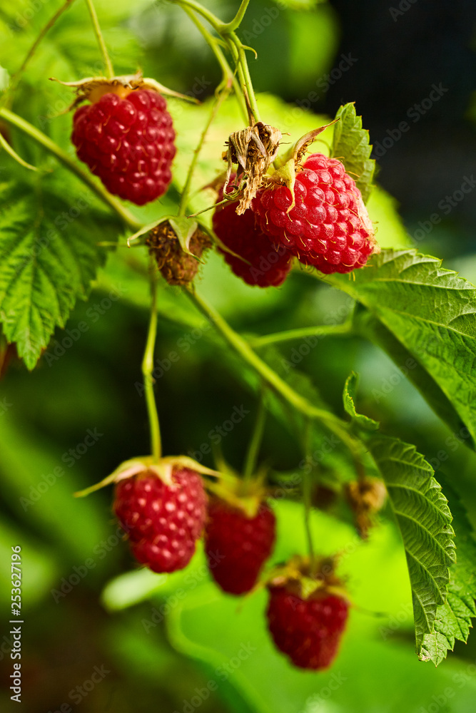 Close-up of ripe organic raspberry hanging on a branch in the fruit garden Close-up of ripe organic raspberry hanging on a branch in the fruit garden
