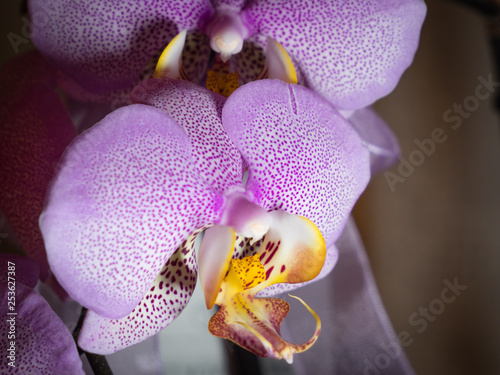 orchid on black background 2
