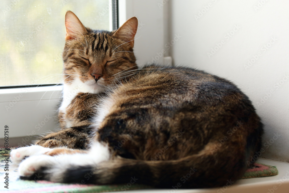 Sleeping mackerel tabby cat lying on the windowsill Sleeping mackerel tabby cat lying on the windowsill