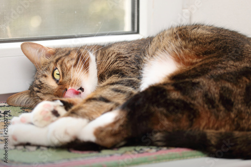 Licking tabby cat lying on the windowsill