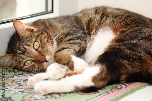 Mackerel tabby cat on the windowsill at morning photo