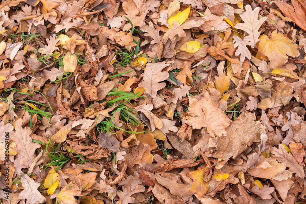 Lots of autumn leaves on the ground view from top