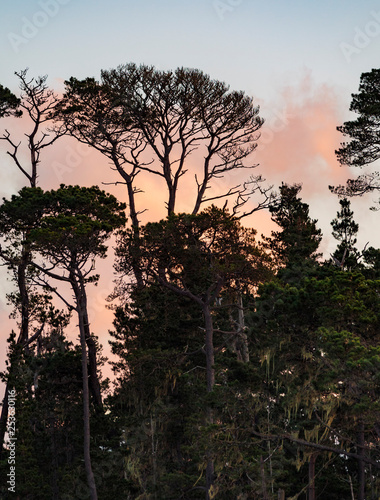 Sunset and Trees, Cambria