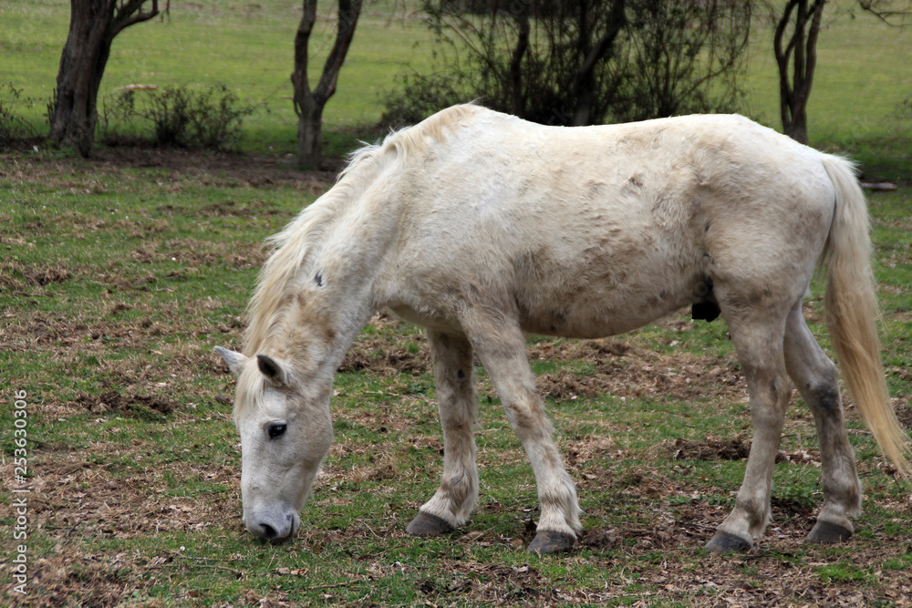 cavallo