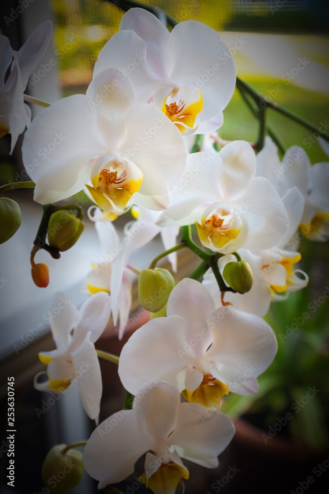 Orchid plant Orchid plant