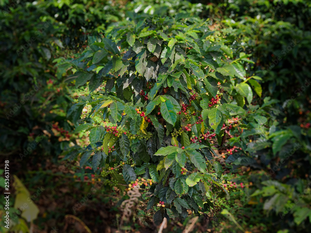 Costa Rica Coffea plantations. Coffea is a genus of flowering plants in the family Rubiaceae.