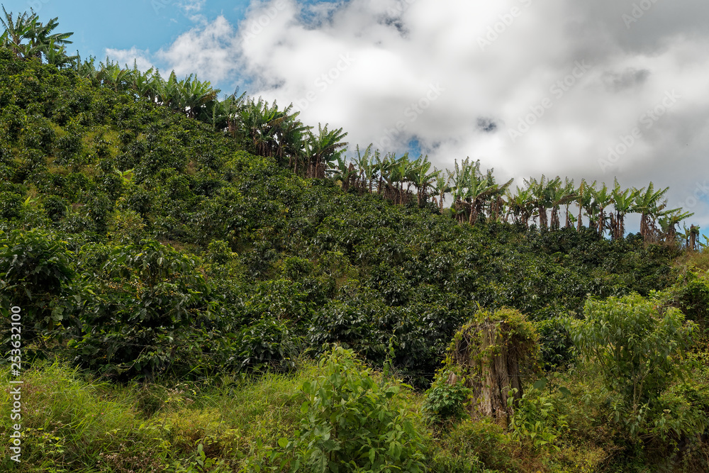 Costa Rica Coffea plantations. Coffea is a genus of flowering plants in the family Rubiaceae. Costa Rica Coffea plantations. Coffea is a genus of flowering plants in the family Rubiaceae.