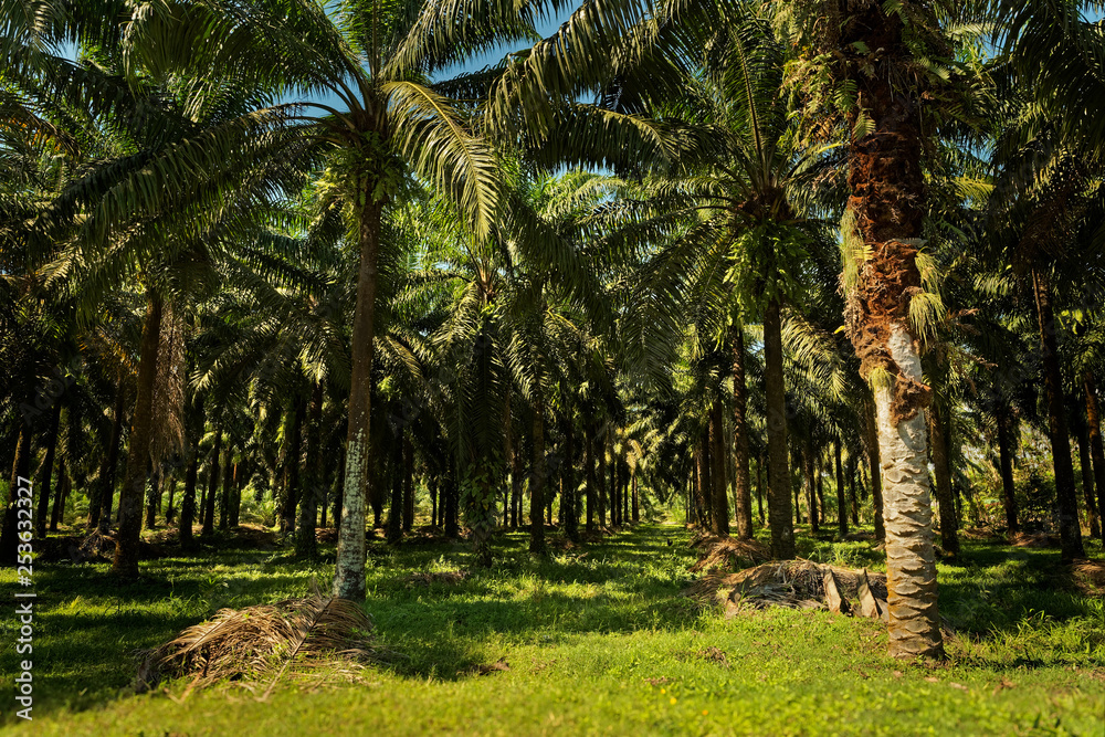 Obraz premium Oil Palm Tree Plantation in Costa Rica