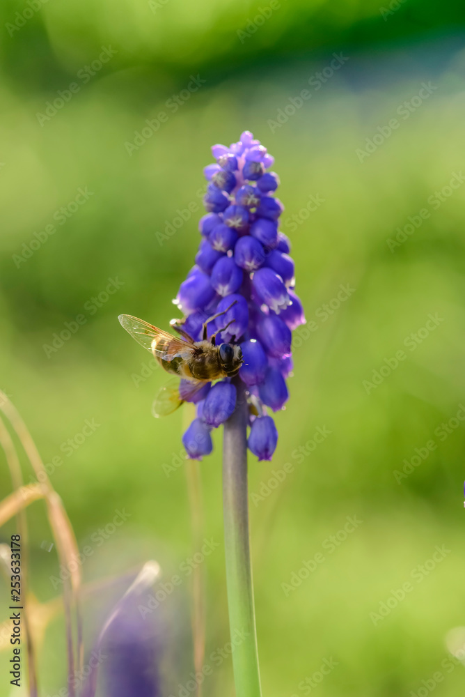 Bee on flowers in spring