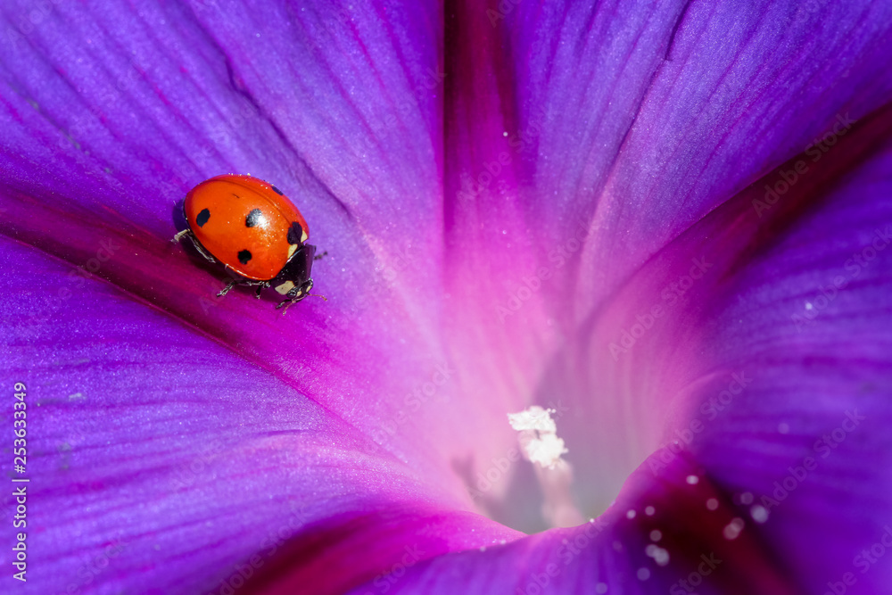 Fototapeta premium ladybird and flower
