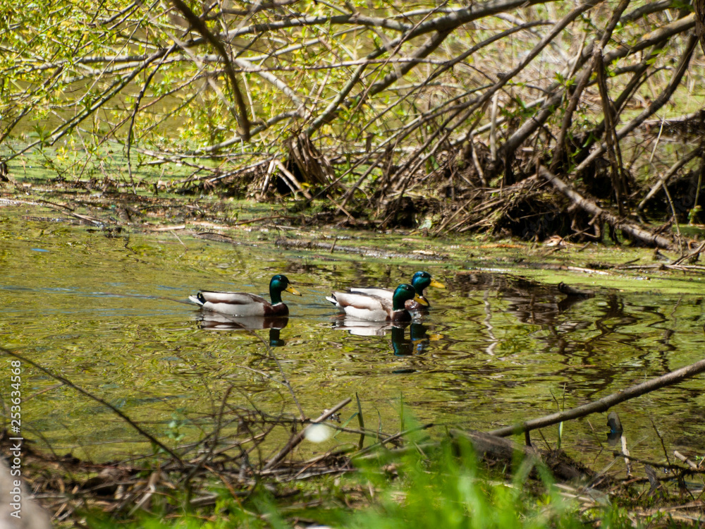 Mallard ducks (Anas platyrhynchos) swimming in the water in a river Mallard ducks (Anas platyrhynchos) swimming in the water in a river