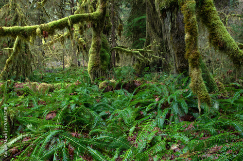 Olympic National Park, WA, USA. 