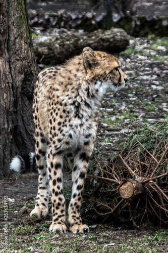gepard © Henryk Olszewski