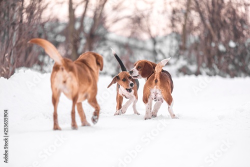 Fotografie beagle harrier dogs playing on snow