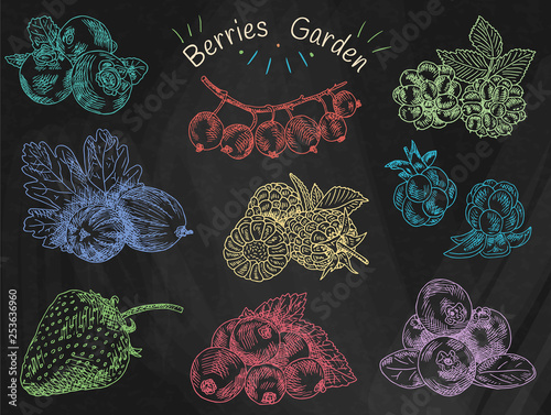 berries garden, blackberries, blackberry, boysenberry, currants, dewberry, gooseberries, mulberry, raspberry, strawberry, mountain ash, blueberry, cloud berryon the chalkboard background