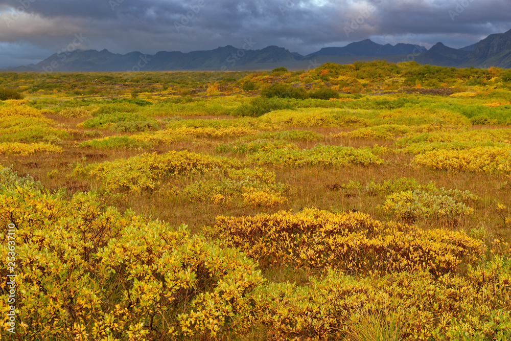 Fototapeta premium herbstliche Landschaft bei Pingvellir, Island