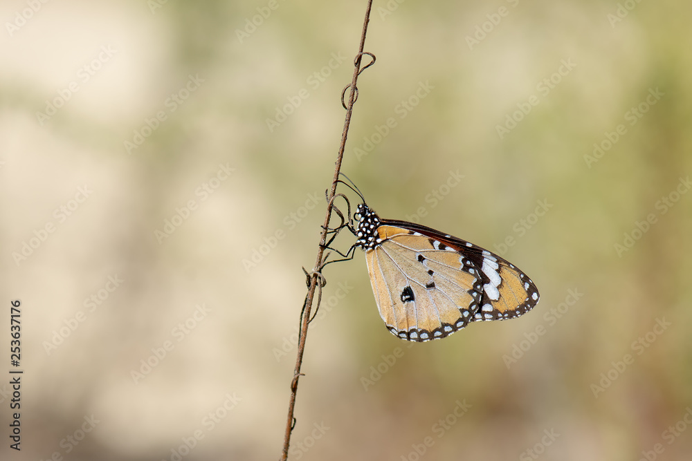 Obraz premium Danaidae / Sultan / / Danaus chrysippus