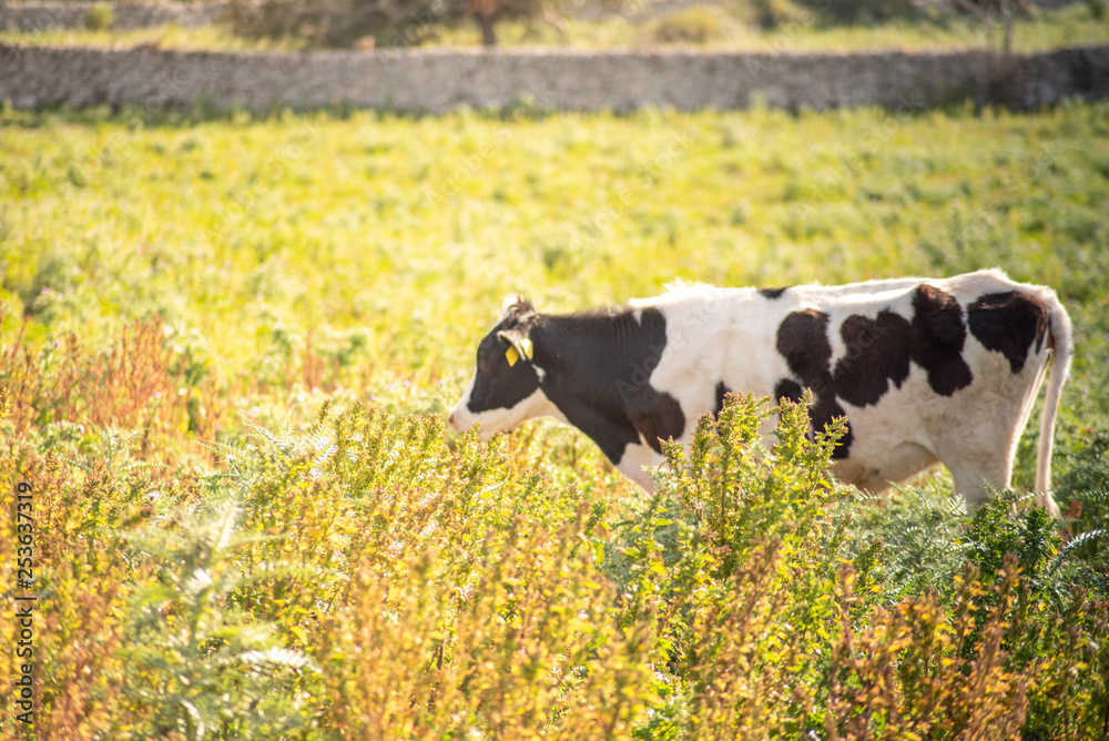 View of a cow while grazing. The shot is taken during a beautiful sunny day in Sicily, Italy View of a cow while grazing. The shot is taken during a beautiful sunny day in Sicily, Italy