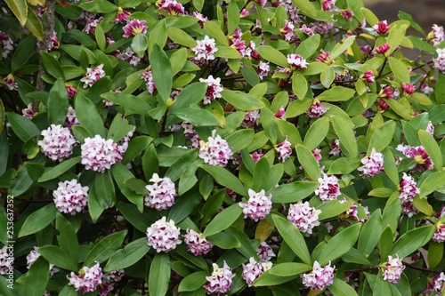 Fototapeta Daphne blooming in the park.