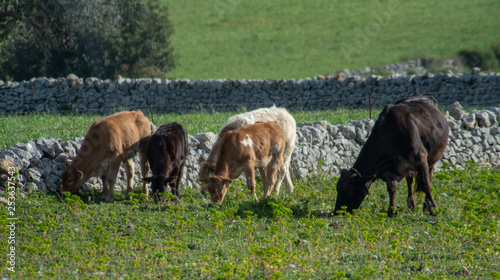 Some cows while grazing