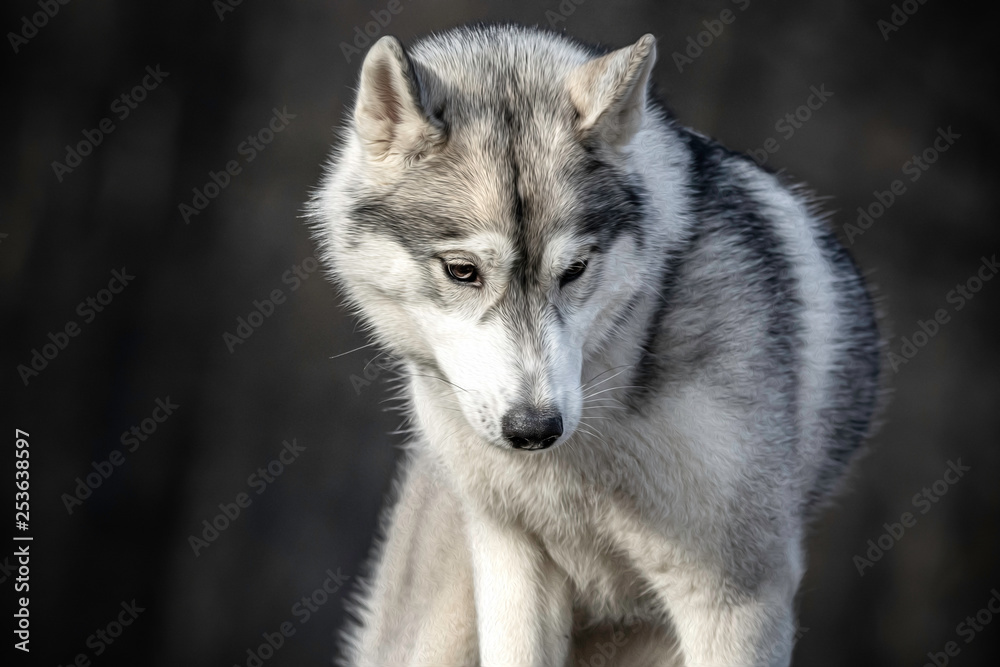 Obraz premium Sibirischer Huskie