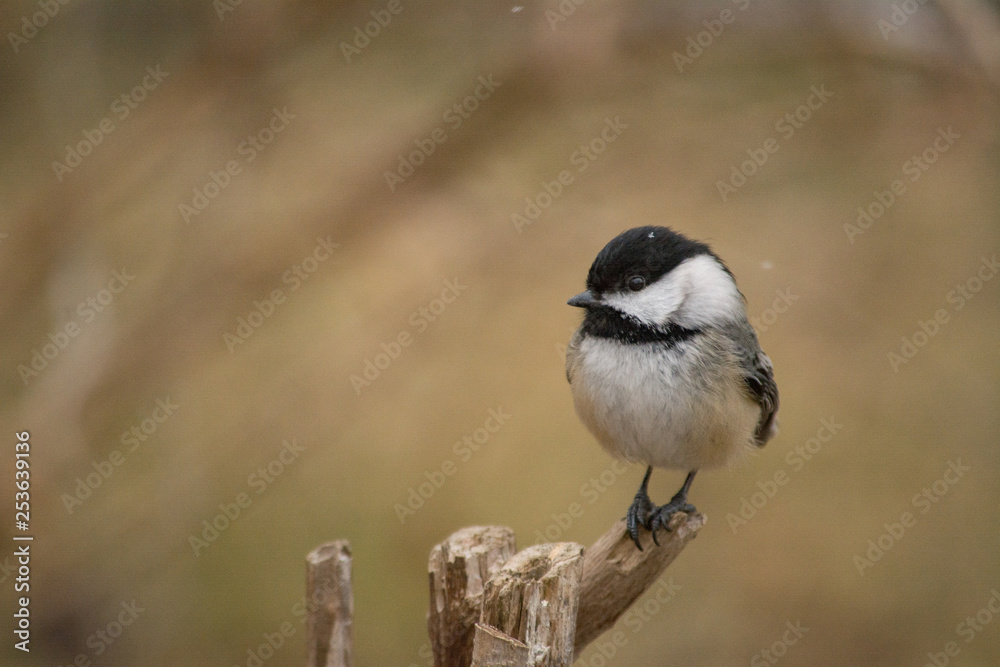 Fototapeta premium Black-capped Chickadee (Poecile atricapillus) perched in winter