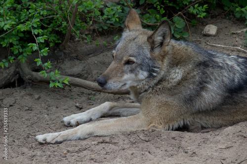 Wolf resting