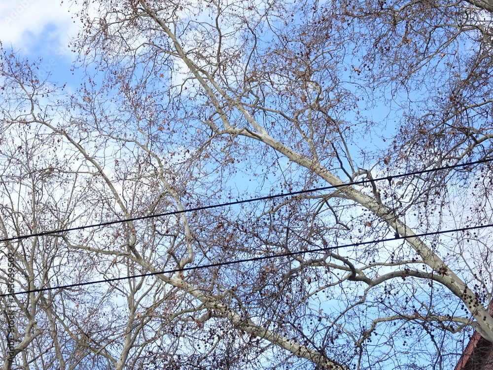 Stromleitung vor kahlen Bäumen und blauem Himmel mit Wolken Stromleitung vor kahlen Bäumen und blauem Himmel mit Wolken