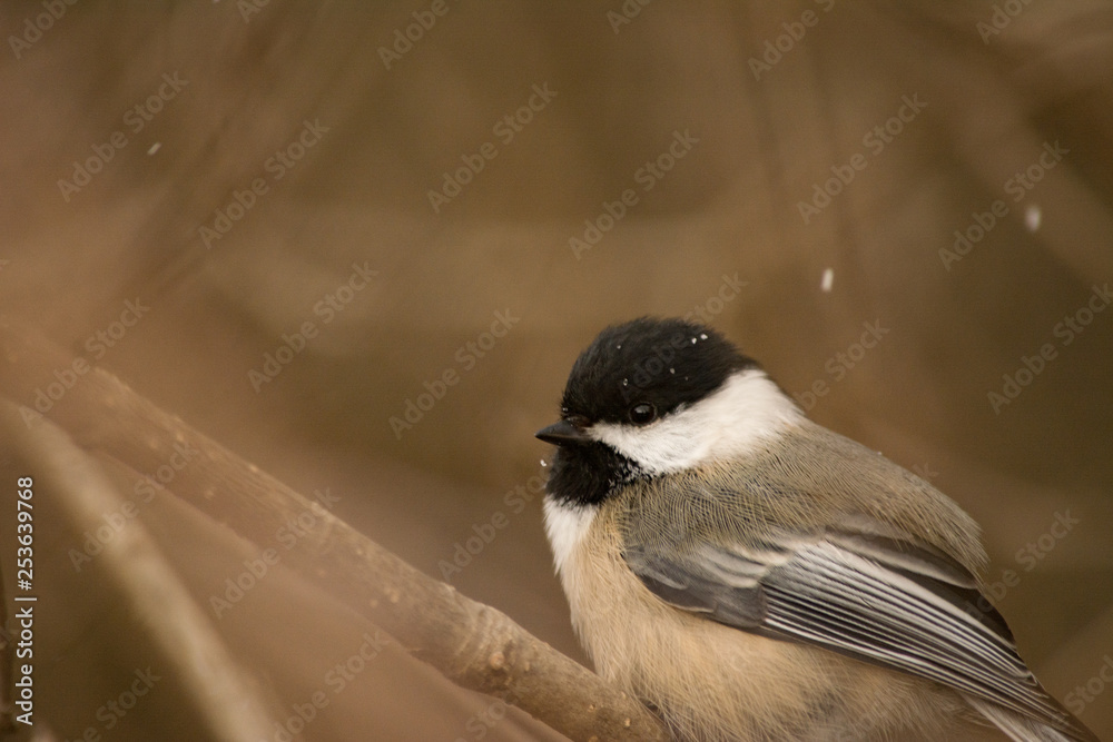 Obraz premium Closeup of a small Black-capped Chickadee (Poecile atricapillus) 