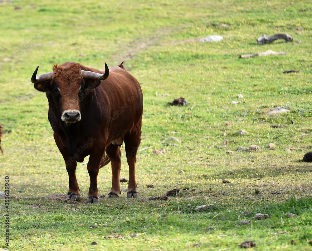 Obraz premium toros en el campo